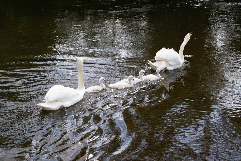 Schwaene auf der Sauer Bild Nr.044